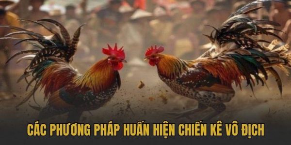 Các phương pháp huấn hiện chiến kê vô địch