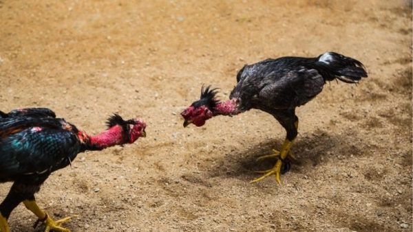 Đá Gà Chọi Nòi - Tìm Hiểu Giống Gà Thuần Việt Và Lối Đá Đặc Trưng 7 Lối đá đặc trưng của gà nòi trong Daga