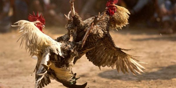 Người hâm mộ cổ vũ cuồng nhiệt tại trường gà