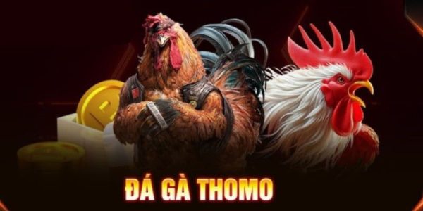 Đá Gà Thomo - Trải Nghiệm Chiến Thắng Cùng Chiến Kê 8 Đặc điểm nổi bật của đá gà Thomo tại HB88