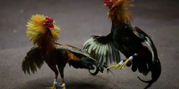 Đá Gà Thomo - Trải Nghiệm Chiến Thắng Cùng Chiến Kê 10 Lợi ích của việc đặt cược đá gà Thomo qua HB88