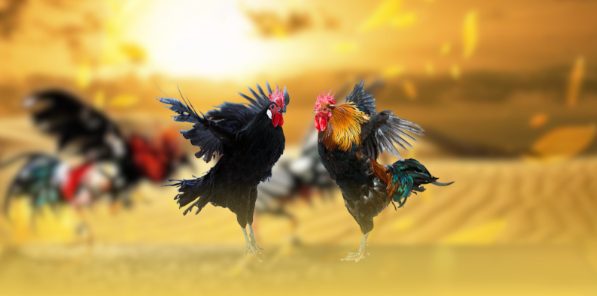 Kinh nghiệm theo dõi và tham gia - Quan sát trận đấu, quản lý ngân sách