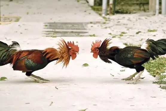 Vận dụng tối ưu các thế đá gà hay