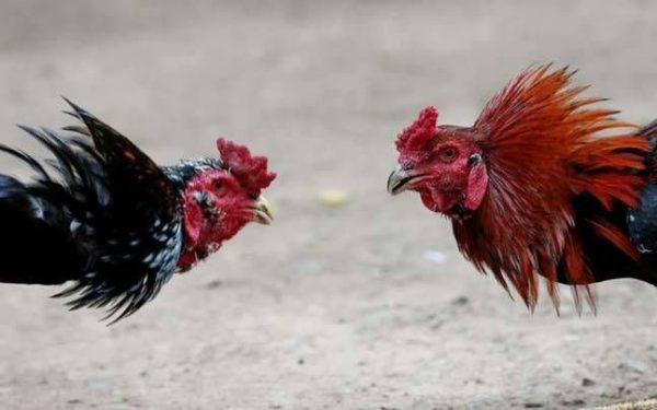 Rèn luyện thể lực để tạo thế đá hay