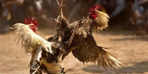 Đá gà cựa sắt Sunwin - Nhịp đấu nhanh, kịch tính cao và cuốn hút