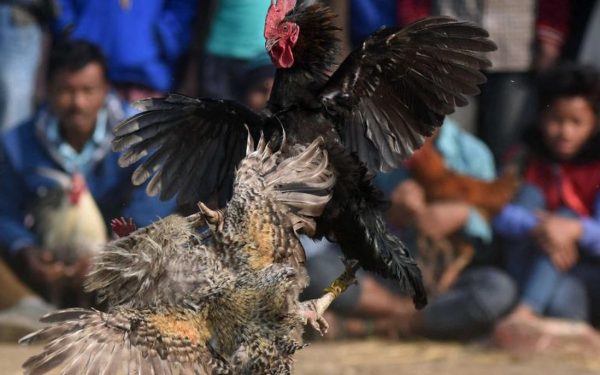 Chiến thuật theo dõi - Phân tích phong độ, quan sát lối đánh và chọn thời điểm