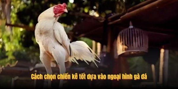 Cách Chọn Chiến Kê Tốt Dựa Trên Kinh Nghiệm Thực Tế Tại Alo789 7 Cách chọn chiến kê tốt dựa vào ngoại hình gà đá