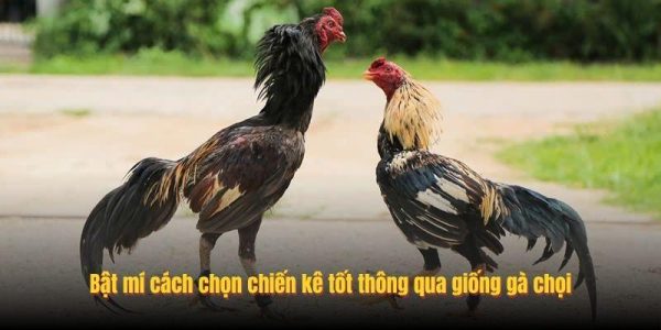 Cách Chọn Chiến Kê Tốt Dựa Trên Kinh Nghiệm Thực Tế Tại Alo789 8 Bật mí cách chọn chiến kê tốt thông qua giống gà chọi