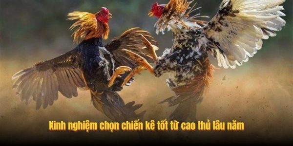 Cách Chọn Chiến Kê Tốt Dựa Trên Kinh Nghiệm Thực Tế Tại Alo789 9 Kinh nghiệm chọn chiến kê tốt từ cao thủ lâu năm
