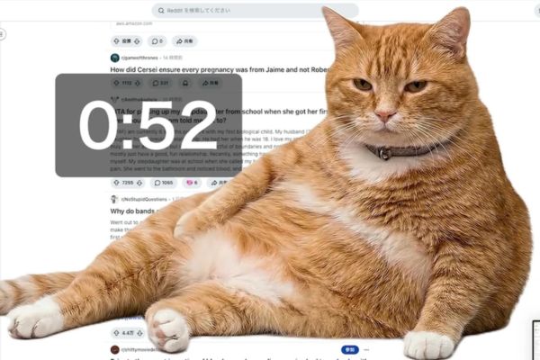 Bạn sẽ thấy vui vẻ và thư giãn khi ngắm nhìn chú mèo