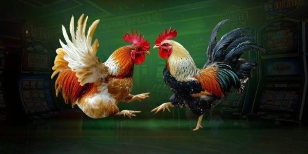 Các lời khuyên của bạn Đá gà miền Trung