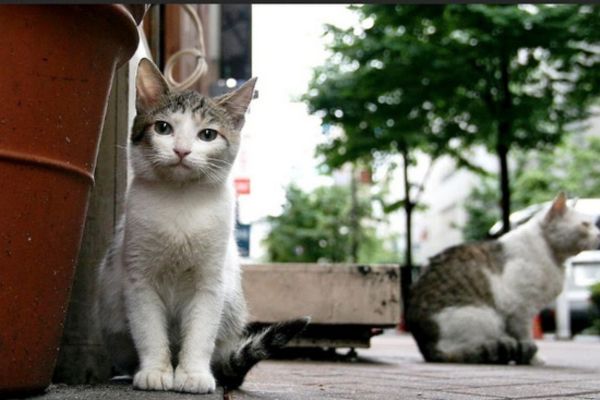 Ứng dụng nhận nuôi chó mèo PetMatch có gì đặc biệt?