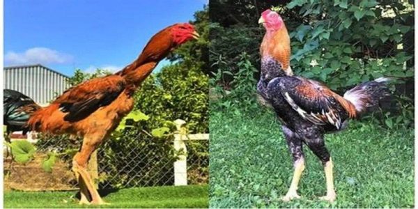 Đá gà thái lan là loại hình tuyệt vời nhất bạn phải nhớ