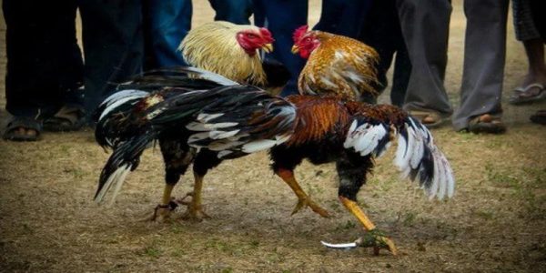 Vai trò của trọng tài khi áp dụng luật chơi đá gà tại mỗi trận đấu