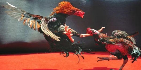 Những tình huống đặc biệt cần biết trong luật chơi đá gà khi theo dõi trận