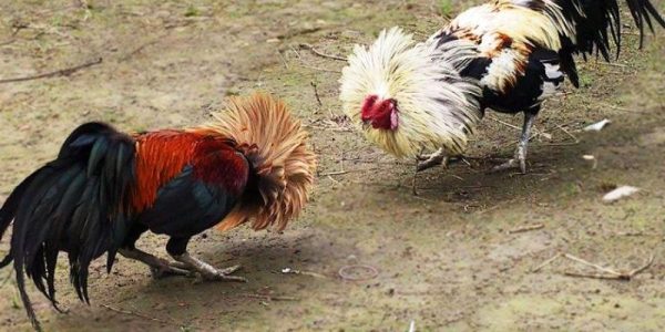 Quan sát chân, vảy và dáng đứng chiến kê