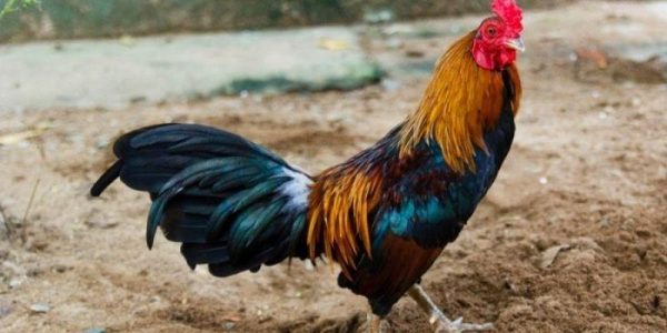 Đánh giá thể trạng và khả năng vận động