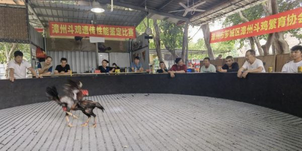 Đá Gà Sunwin - Sức Hút Đến Từ Những Trận Đấu 7 Hệ thống kèo được phân chia rõ theo từng trận đấu